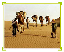 Camel Safari, Rajasthan Travel Vacations