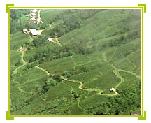 Darjeeling Countryside, Darjeeling Travel Packages