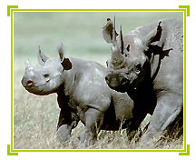 Rhinos in Kaziranga National Park 