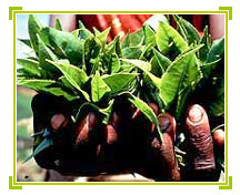 Tea Leaves, Assam Tourism